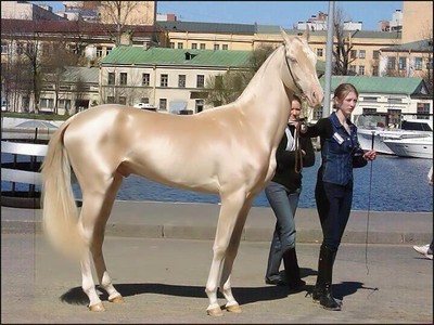 A cremelo color Akhal- Teke is held by a woman in blue.