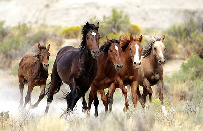 Uma manada de cavalos selvagens correndo.