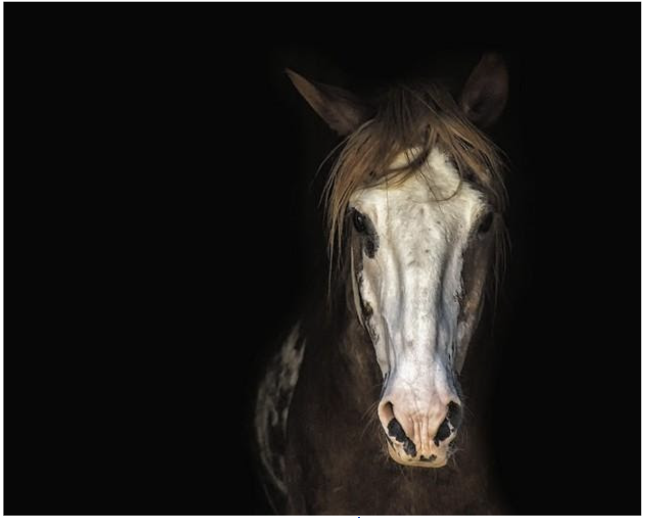 Os cavalos são daltônicos: fatos e insights interessantes