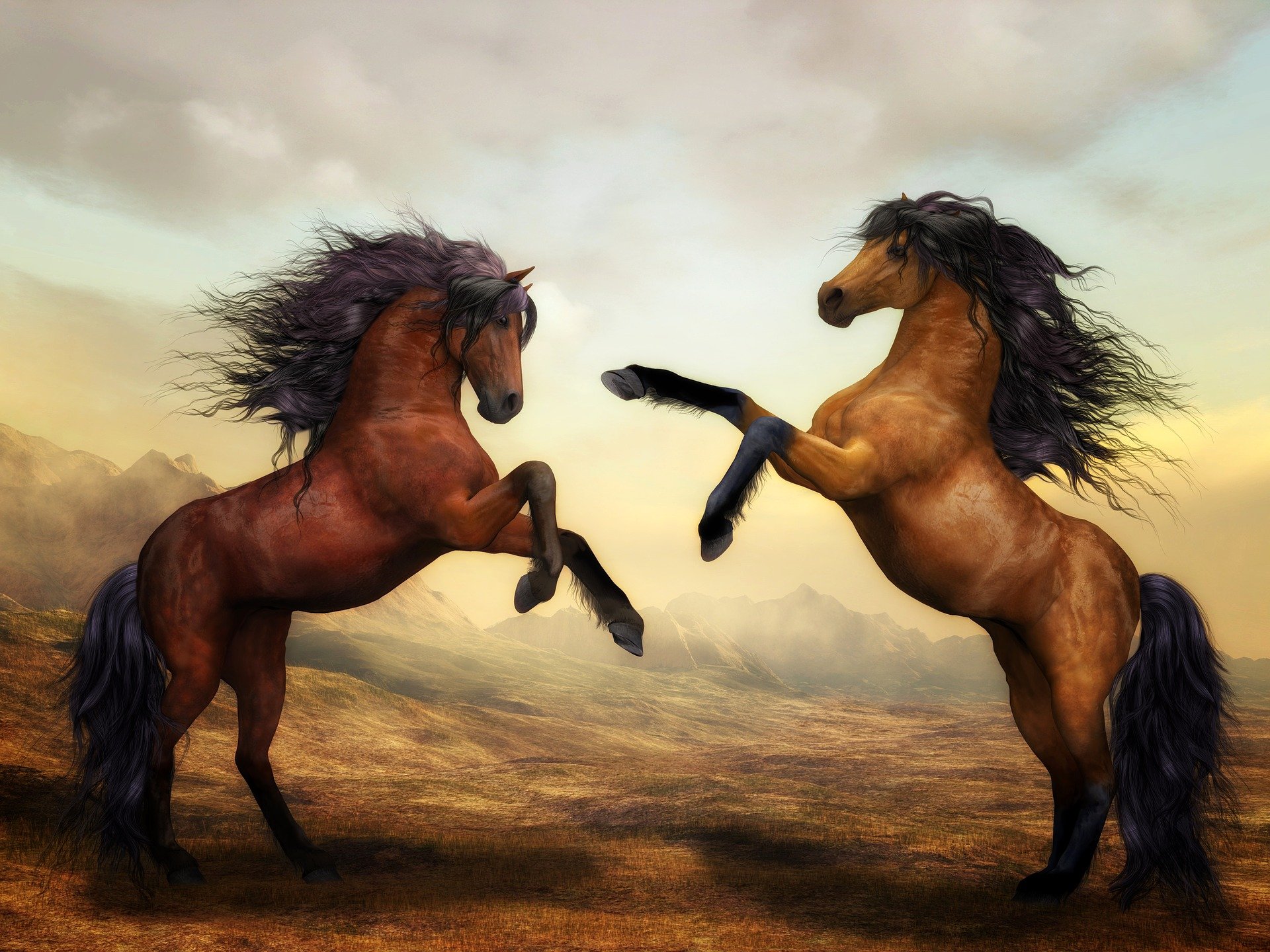 Two horses with brown coat approaching each other. 