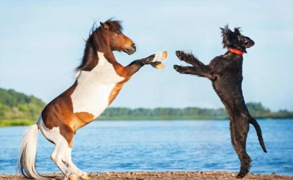 Os cavalos são mais inteligentes que os cães: perguntas frequentes críticas, insights