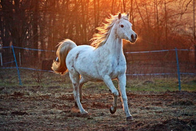 Qual país tem os melhores cavalos: fatos interessantes