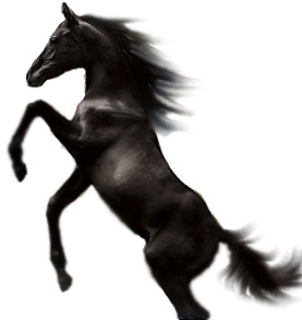 Black-horses