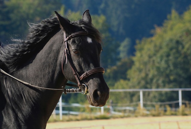 Black-Horses : One to One Exhaustive and Unknown Facts – Animal Queries