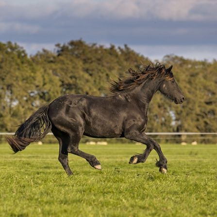 Quão rápido um cavalo pode correr com um cavaleiro: informações detalhadas