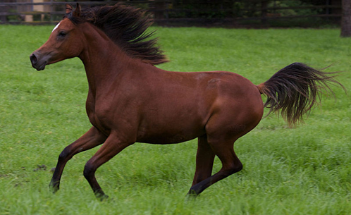 Até onde um cavalo árabe pode correr: informações detalhadas