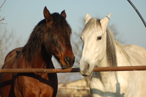 Is A Horse A Pet : Interesting Facts, Information & Analysis – Animal  Queries