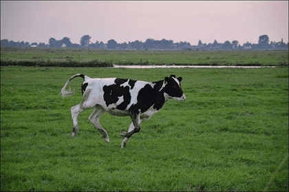 How Fast Can A Cow Run