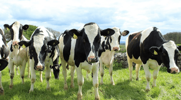 As vacas podem pular: quão alto, quais circunstâncias e fatos interessantes
