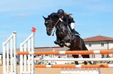 Колко високо могат да скачат конете: Прозрения за способностите за скачане на коне и факти