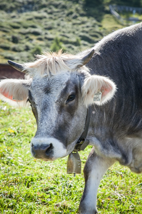 Видят ли коровы цвет: почему, когда, как, интересные факты