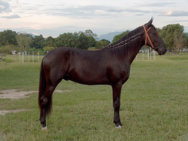 Black Chestnut Horse