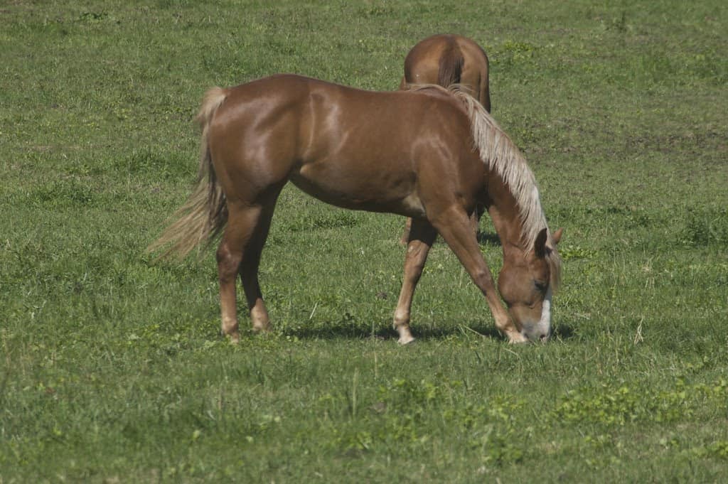 Flaxen Chestnut Horse: Fatos Exaustivos e Perguntas Frequentes