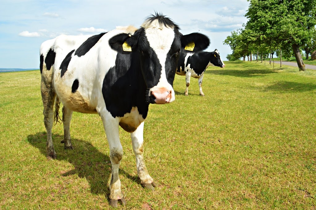 Black Cows With White Spots