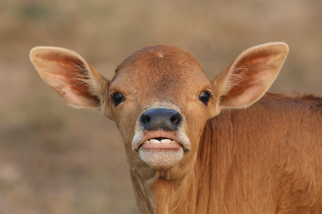 Do Cows Have Top Teeth