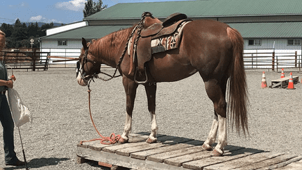 Cavalo Castanho Fígado: Fatos Exaustivos e Perguntas Frequentes