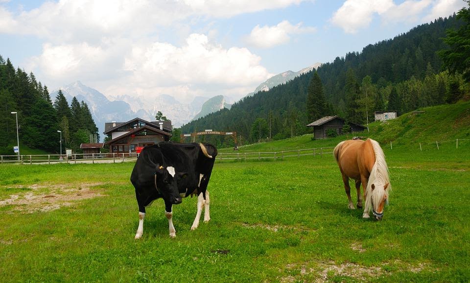 Leite de cavalo vs. leite de vaca: informações interessantes