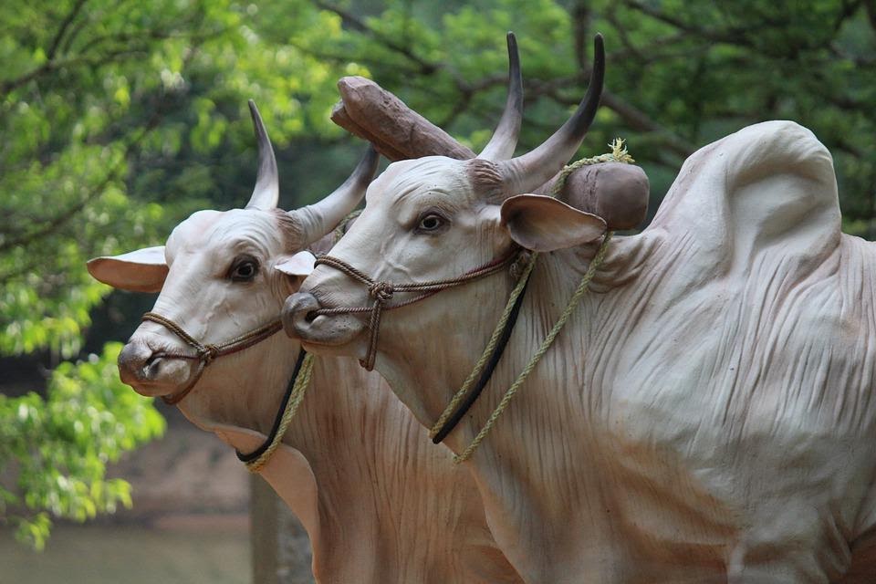 Características do gado Brahman: tamanho, cor, peso, como identificar