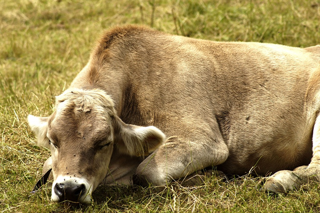 Como as vacas dormem: onde, por que e fatos exaustivos