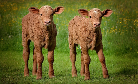 Uma vaca pode ter gêmeos: por que, quando, como e fatos interessantes