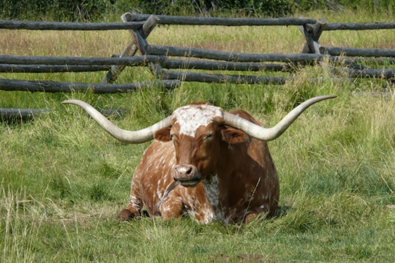 Desvantagens do gado Texas Longhorn: Fatos exaustivos