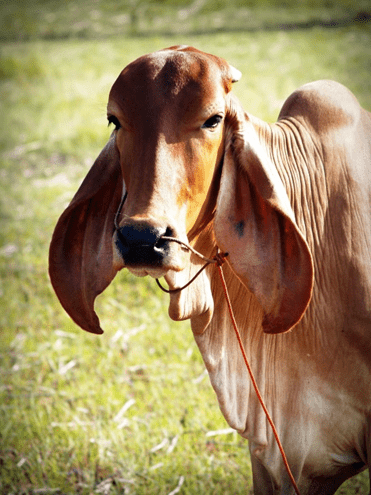 Brahman Cattle Disadvantages
