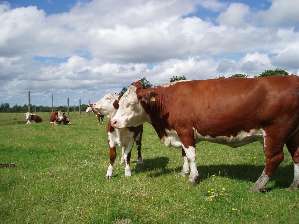 Hereford Cattle Disadvantages: Exhaustive Facts