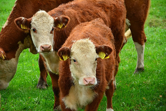 Hereford-kvægkarakteristika: udtømmende fakta
