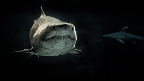 Quantos dentes os tubarões têm na vida: por que, como, fatos detalhados