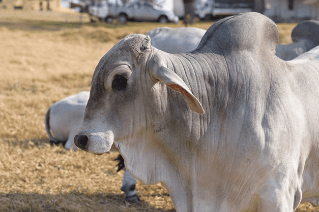 Why Do Brahman Cattle Have A Hump
