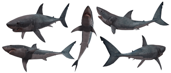 Do Sharks Have Vertebrae