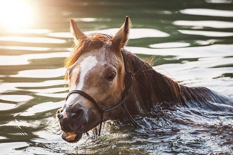 Могат ли конете да плуват: защо, как, ползи, всички критични често задавани въпроси