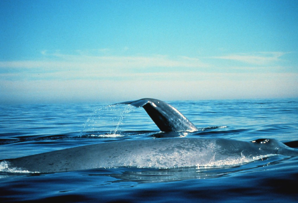 Fin Whale Vs Blue Whale