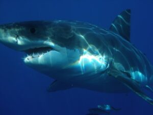 Basking Shark vs. Great White Shark