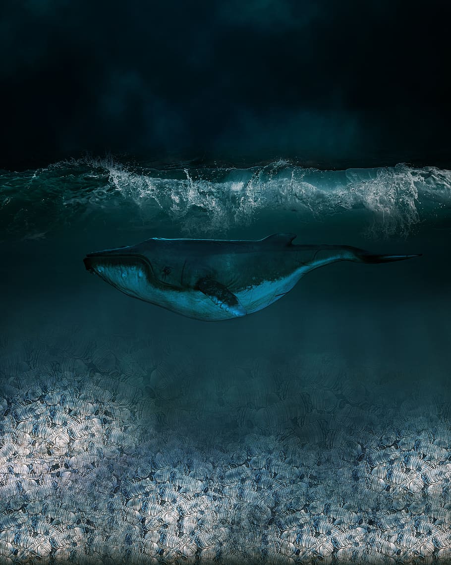 Como as baleias se comunicam: como, por que, quando, frequência e vários fatos