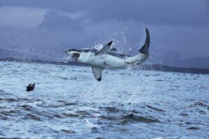 Great White Shark vs Whale Shark