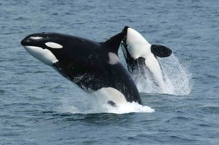 Balena ucigașă falsă vs balena ucigașă: cine câștigă și analiză comparativă