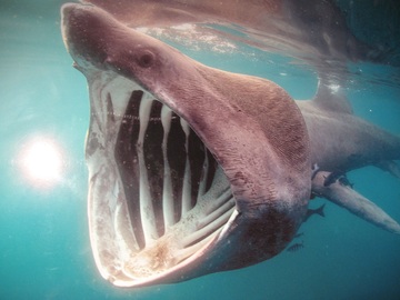 Basking Shark vs Megalodon