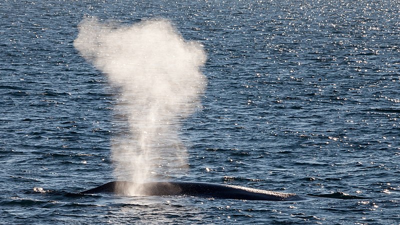 As baleias prendem a respiração: como, quanto tempo, quando e vários tipos de baleias
