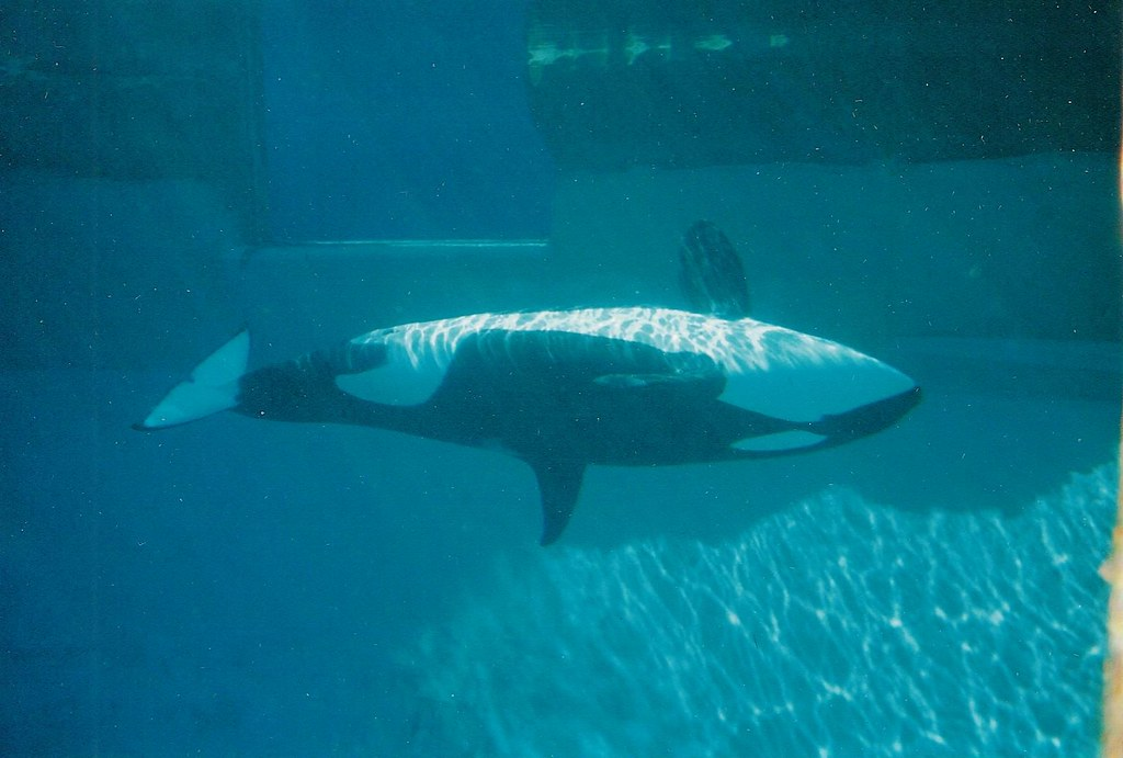 As orcas são perigosas: por que e vários fatos sobre isso