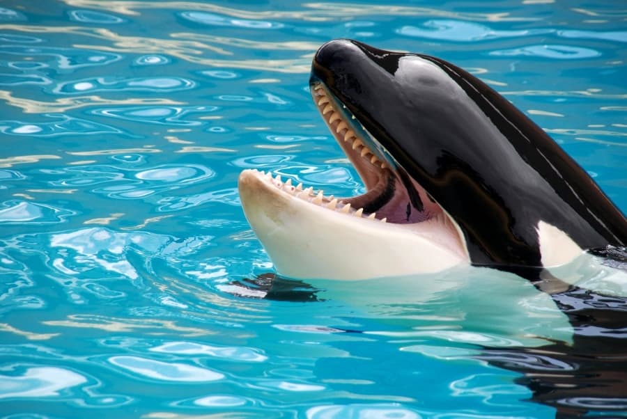 As baleias assassinas têm dentes: fatos detalhados sobre isso