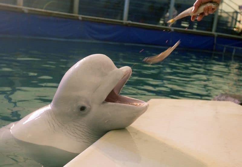 As baleias beluga têm dentes: fatos detalhados sobre isso