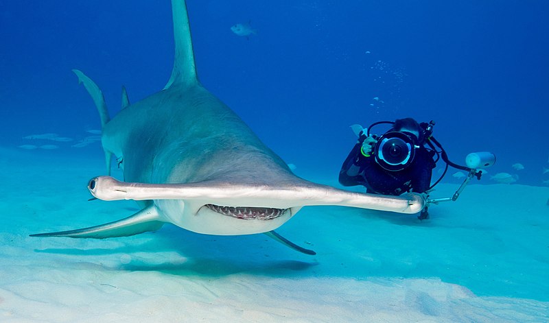 Ataques de tubarão-martelo: diferentes aspectos e fatos