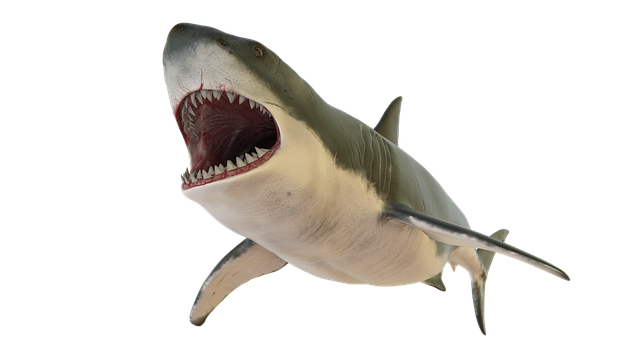 Ataques de tubarão-touro: diferentes aspectos e fatos