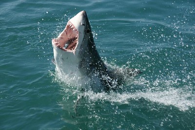 Атаки на голяма бяла акула: различни аспекти и факти
