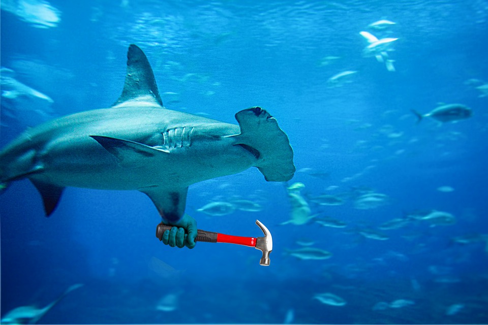 Hammerhead Shark Attacks