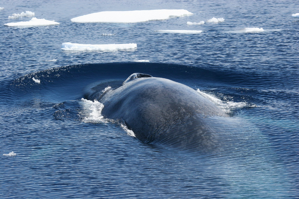 Balena albastră vs Megalodon: cine câștigă și analiză comparativă