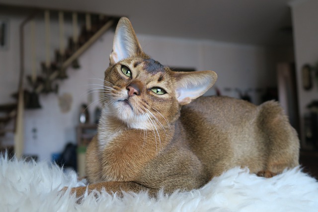 Do Abyssinian Cats Shed