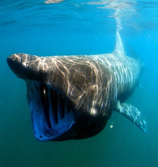 Basking Shark Attacks