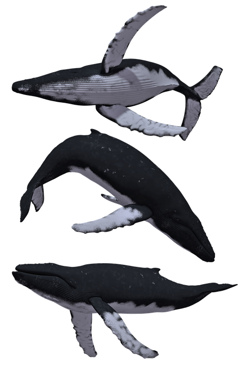 Balenele cu cocoașă au dinți: fapte detaliate despre ea